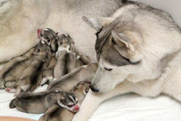 cute puppies and their mom
