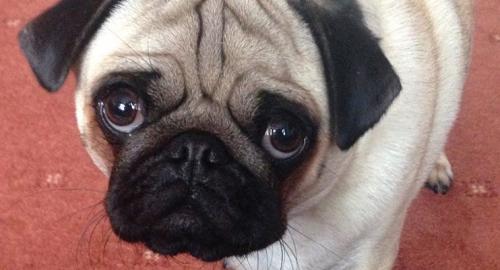 Pug problems and diseases