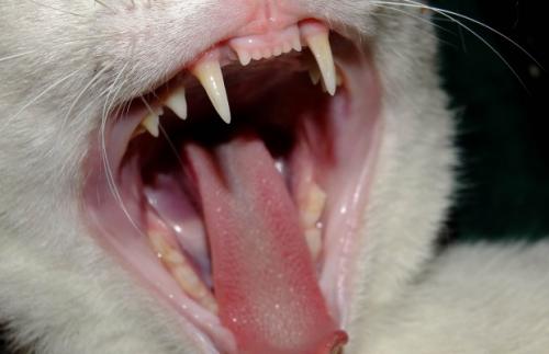 Cat teeth problems
