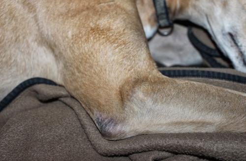 Dog sores - symptoms and treatment