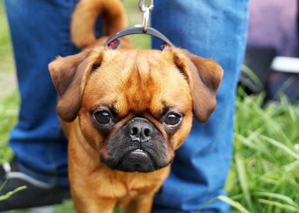 Petit Brabancon beautiful dog