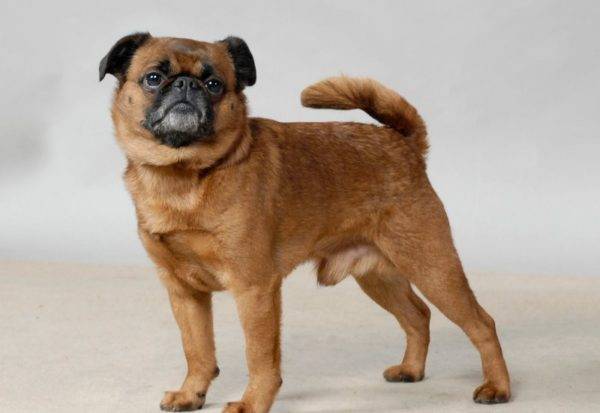 Petit-Brabancon breed description
