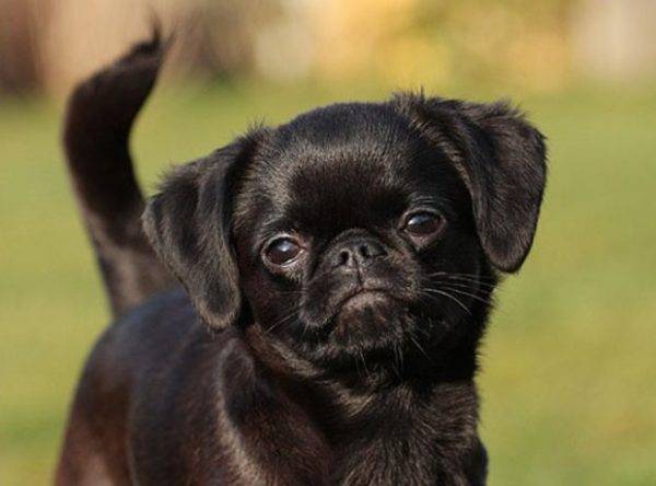 cute black dog
