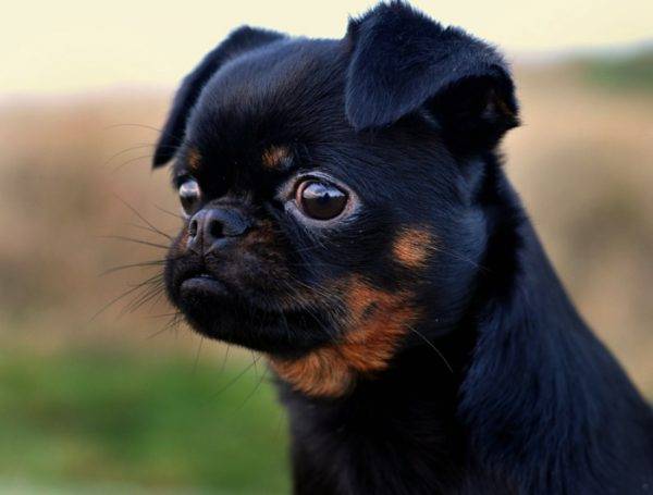 Petit Brabancon Black and Tan
