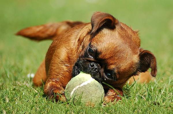 Petit Brabancon with a ball