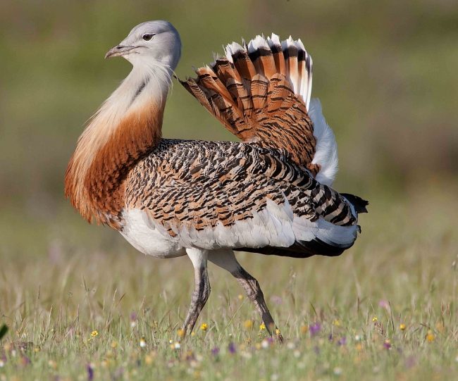 Bustard