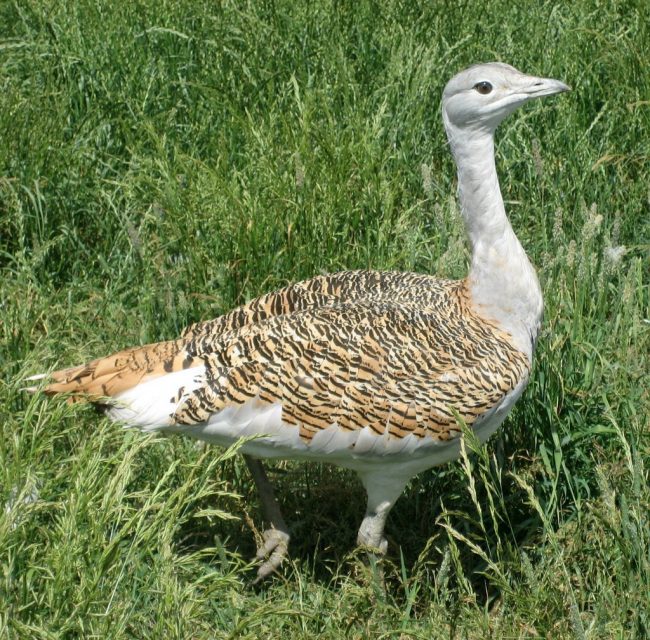 Bustard