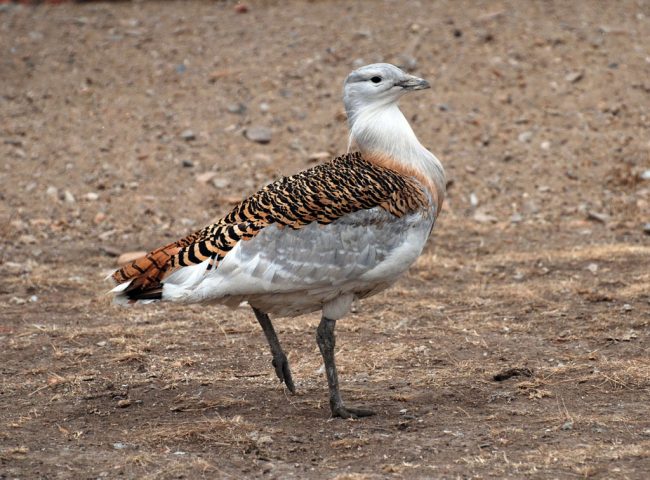 Bustard