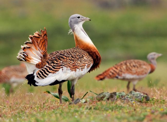 Bustard