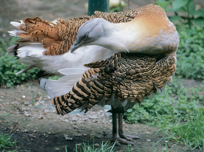 Bustard