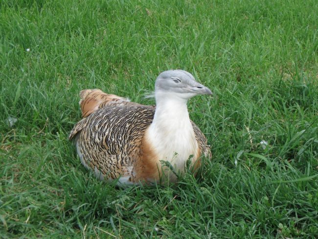Bustard