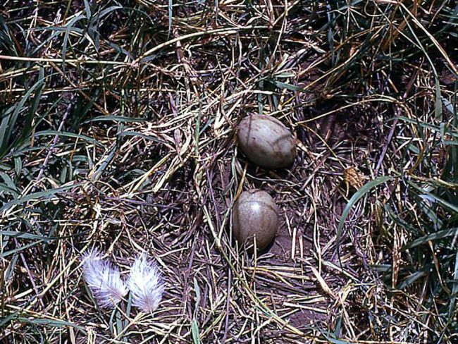 Bustard