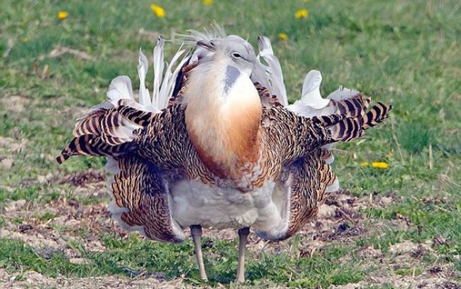 Bustard