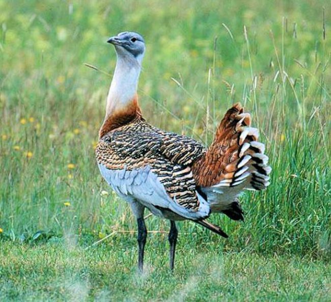 Bustard