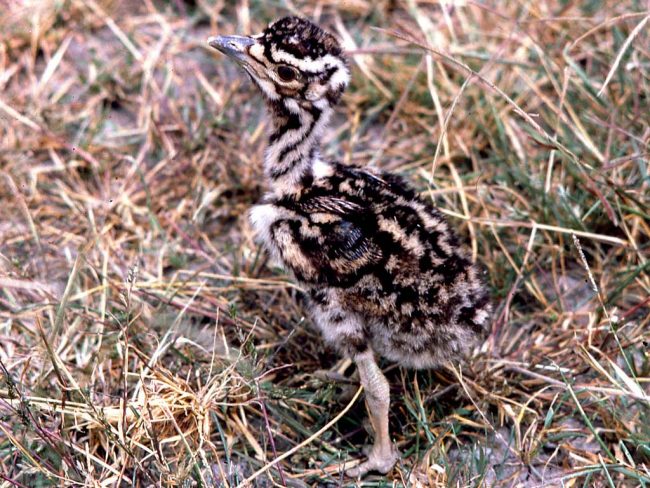 Bustard
