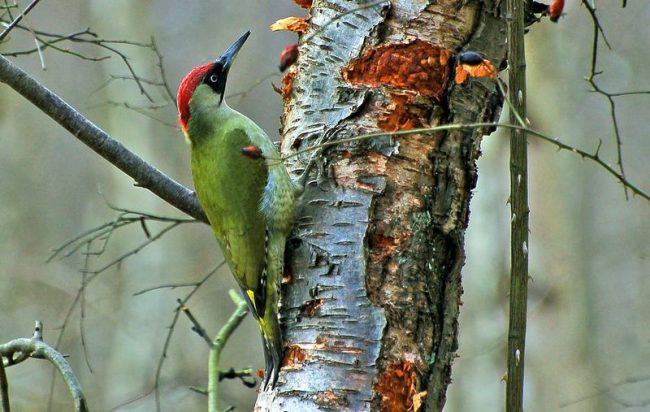 Green woodpecker - a striking representative of the forests of the Moscow region