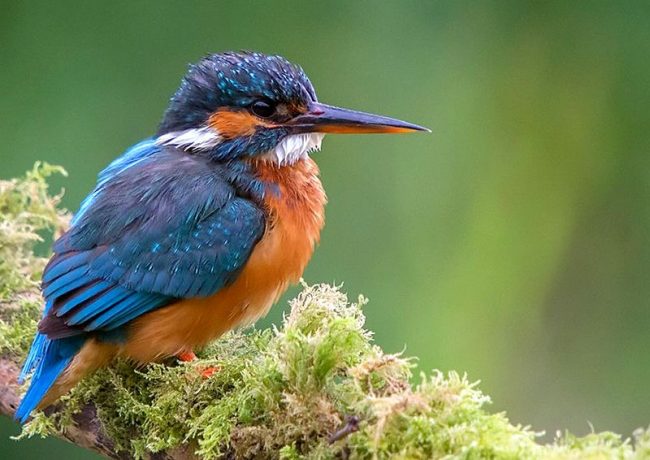 Kingfisher prefers to eat fish, so he lives near the water