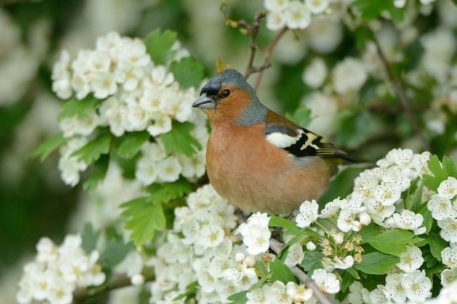 Chaffinch - a great singer, able to compete with the nightingale for the title of best performer