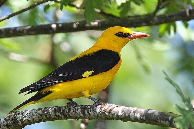 The Oriole, which has an attractive appearance, also has a good voice.