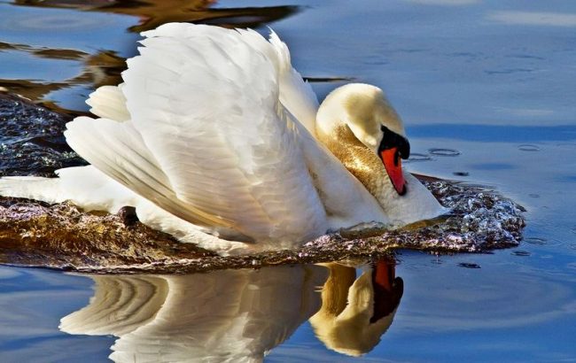 Mute swan - a familiar inhabitant of many lakes
