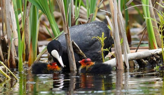 A coot resembles a duck, a relative of the corosel, and its beak resembles a chicken. A coot resembles a duck, a relative of the corosel, and its beak resembles a chicken.