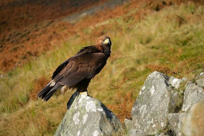 The golden eagle is that predator. Besides small rodents, it can attack even deer