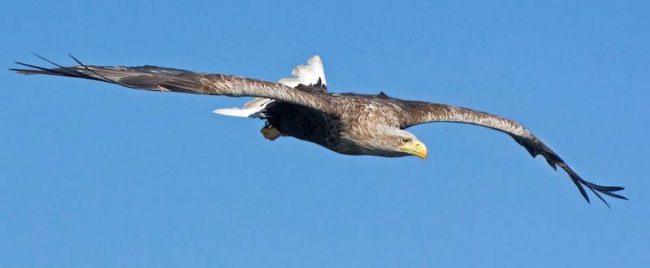 White-tailed eagle is a fairly large bird, reaching a mass of 7 kg