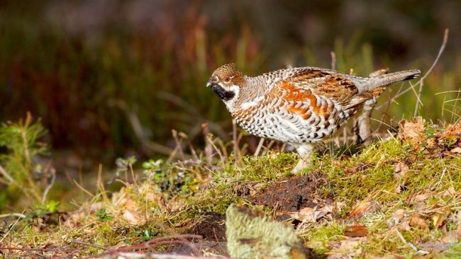 Hazel grouse is a wild bird, a relative of domestic chicken