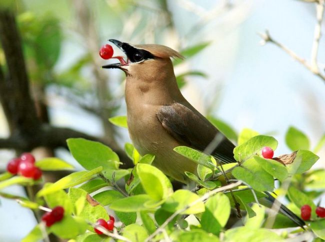 Waxwing - another representative of bright winter birds