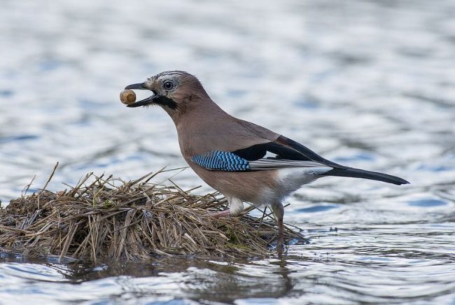 Jay is the most hardworking bird that prepares for winter stocks in advance.