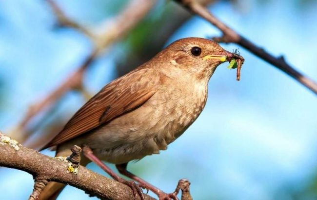 Nightingale - a hero of poems and poems, forest singer