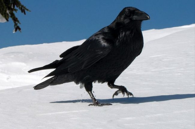Raven is a bird long-liver who can live up to 75 years