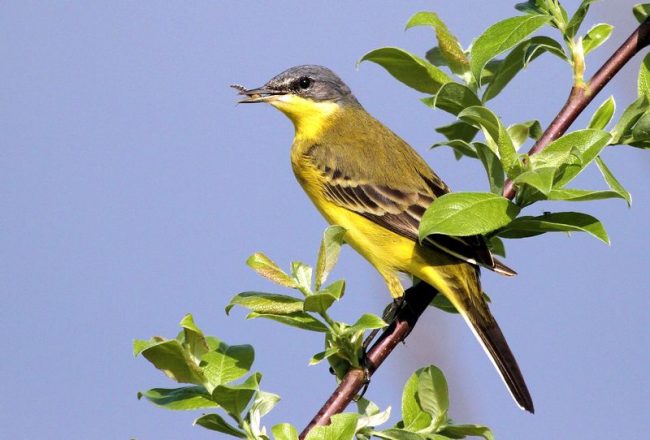 Yellow wagtail weighs only 17 grams