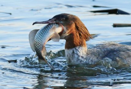 Merganser swallows prey