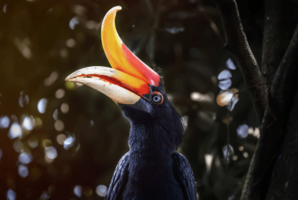 Huge Beak of Cala