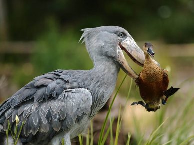Whale with a duck