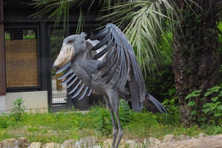 Whale spreads its wings