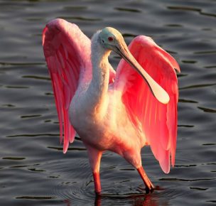 Pink Spoonbill