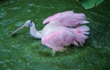 Pink Spoonbill Fishing