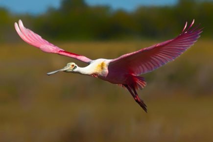 Spoonbill in flight