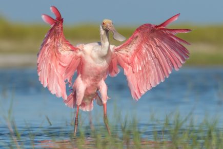 Spoonbill spread its wings