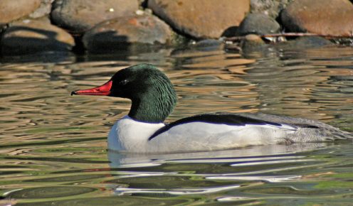 Merganser is like an ordinary duck