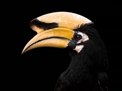 The beak of a rhino serves as a resonator for the sounds made