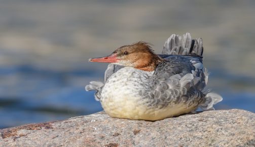 Merganser sits on a stone