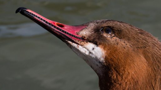 Beak of the Big Merganser