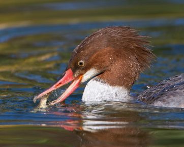 Merganser fishes