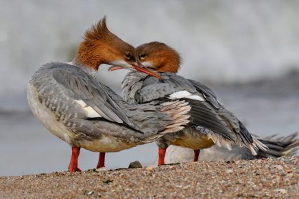couple of mergansers