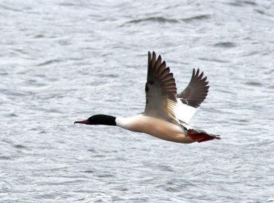 Merganser in Flight