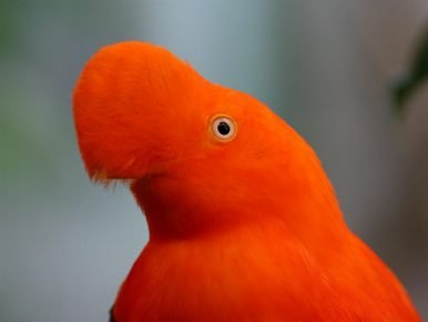 The beak of a rocky cockerel is covered with feathers