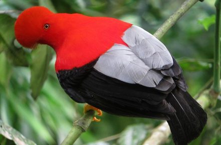 Scallop beak serves to attract a partner